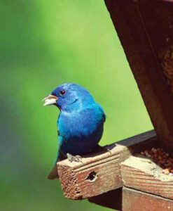 Winter is for the Birds Image